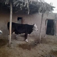 نوین سیمینتال|حیوانات مزرعه|کرمانشاه, |دیوار