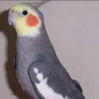 عروس هلندی نر