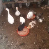 تعدادی مرغ و خروس و غاز
