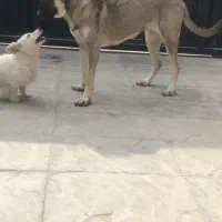 سگ پژدر عراقی ماده سرابی|سگ|تهران, تهرانسر غربی|دیوار