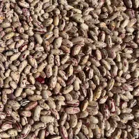 لوبیا چیتی افراتخته