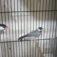 طوطی پروتلت و فنچ نرگسی شکلاتی و سیلور و ابلغ|پرنده|قوچان, |دیوار