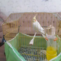 پرندعروس هلندی