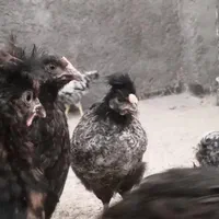 29 قطعه نیمچه مرغ جهادی بالای سه ماهه 150|حیوانات مزرعه|اصفهان, حصه شمالی|دیوار