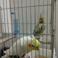 عروس هلندی بالغ ماده|پرنده|الوند, |دیوار