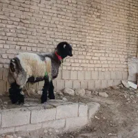 فروشی نقدی|حیوانات مزرعه|میانکوه, |دیوار