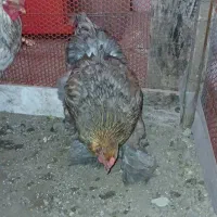 مرغ و خروس برهما سنگین کار داده