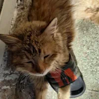 گربه|گربه|اندیمشک, |دیوار