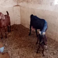 بز پاکستانی آبستن و زاییده