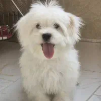فروش سگ نژاد شیتزو|سگ|سهند, |دیوار