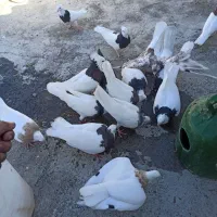 کبوتر طوقی