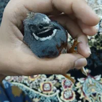 اسپیکر|پخشکننده همراه|زاهدان, |دیوار