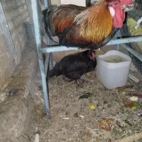 مرغ و خروس محلی سرحال ومست