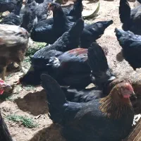 تخم مرغ رسمی نطفه دار  و  تخم بوقلمون نطفه دار