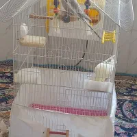 عروس هلندی