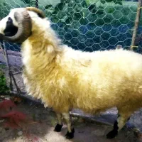 حیوان گوسفندزنده
