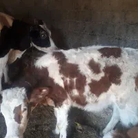 قیمت‌۱۰۰۰۰۰۰۰۰|حیوانات مزرعه|نوشین شهر, |دیوار