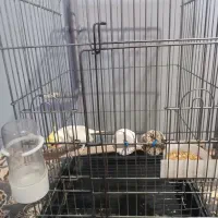 عروس هلندی نر|پرنده|قرق, |دیوار