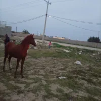 استان خوزستان دزفول