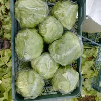 نیرو بار زن برای سر زمین