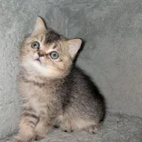 واگذاری توله گربه بریتیش بلک گلد۲ماهه نر