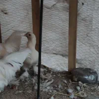 مرغ و خروس سلطان|حیوانات مزرعه|زرند, |دیوار