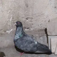 کفتر کبوتر پرشی جفتگاه نقره ای موشی نر