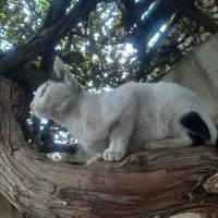 گربه خونگی|گربه|مشهد, اروند|دیوار