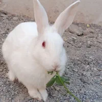 خرگوش خانگی|موش و خرگوش|گناباد, |دیوار