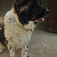 سگ  گله و نگهبان بومی