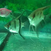 آنجل جفت مولد و پیش مولد