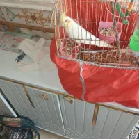 عروس پاریس|پرنده|کارون, |دیوار