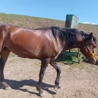 اسب|اسب و تجهیزات اسب‌سواری|اردبیل, |دیوار