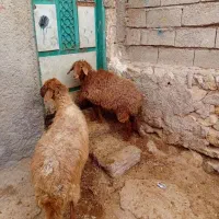 ۱عددگوسفند جوان ننه بالا برای نگه داشتن|حیوانات مزرعه|اردبیل, |دیوار