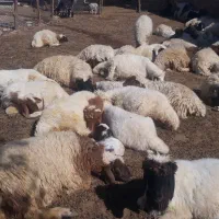 بره پروار سفید صادراتی|حیوانات مزرعه|زاگرس, |دیوار