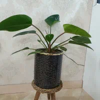 گل و گلدان طبیعی
