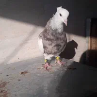 کبوتر طوقی بدون عیب|پرنده|شیراز, زرهی|دیوار