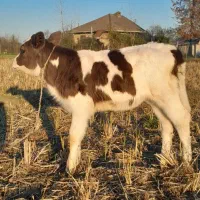 لیشه گوساله ماده سیمینتال گاو