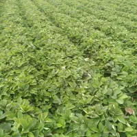 نهال توتفرنگی سابرینا خالص نهال پرپر|خدمات باغبانی و درختکاری|دلند, |دیوار