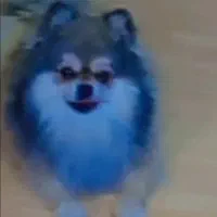 سگ آپارتمانی