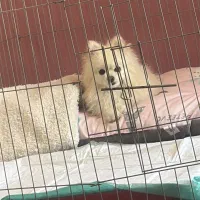 پامرین عروسکی سایز صفر