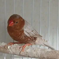 فنچ فول اورنج