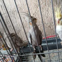 فروش 2عدد عروس هلندی