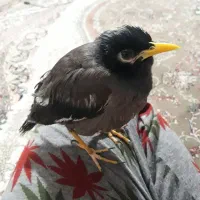 مرغ مینادستی ومرغ عشق وفنچ|پرنده|دوگنبدان, |دیوار