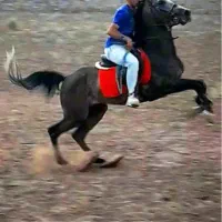 اسب نریون کره عقاب شریفی|اسب و تجهیزات اسب‌سواری|کرمان, |دیوار