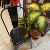 صندلی تولیکس نو نو