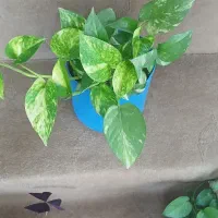 انواع گل طبیعی|گل و گیاه طبیعی|سقز, |دیوار