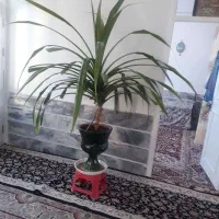 گل طبیعی بزرگ و زیبا
