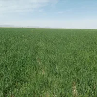 پخل وکاه دیم