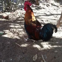 دوعدد‌خروس‌‌دو